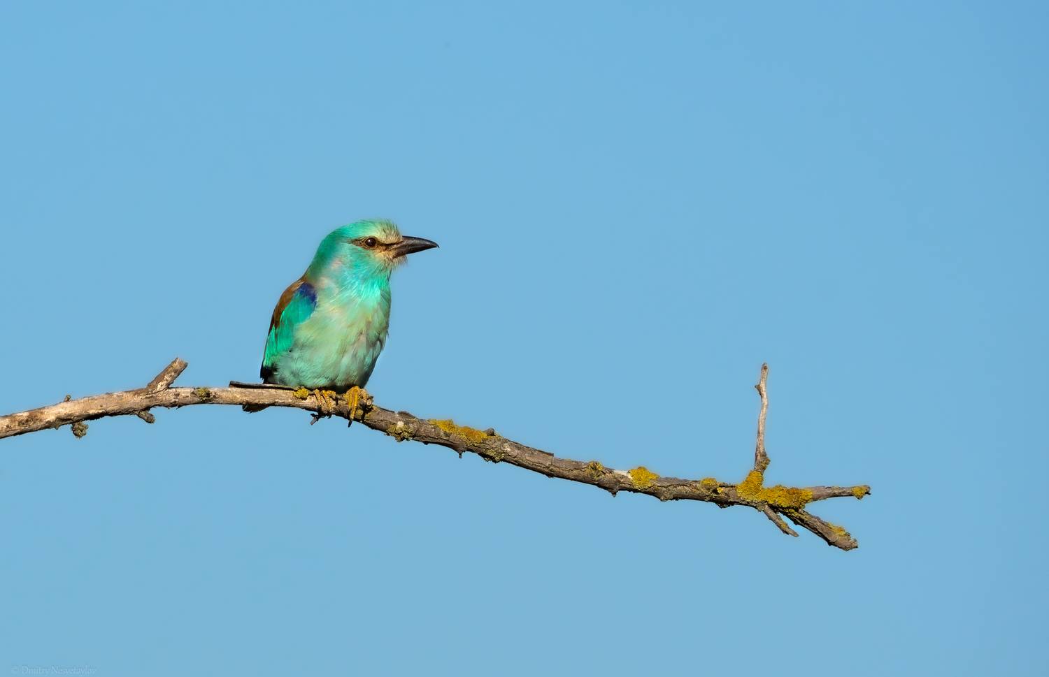 Сизоворонка, птицы, дикая природа, фотоохота, Дмитрий Несветайлов