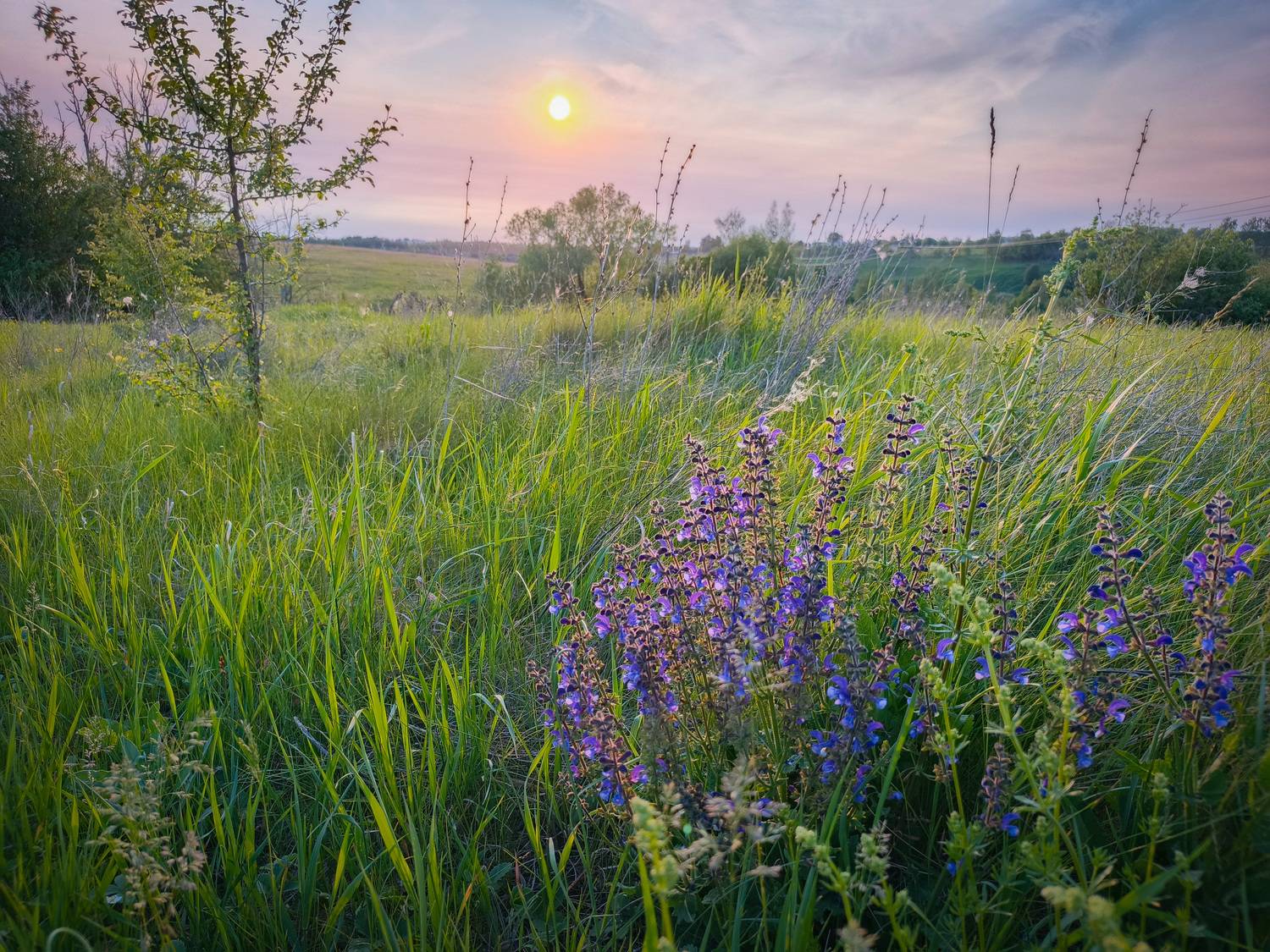 , Кондрашова Светлана