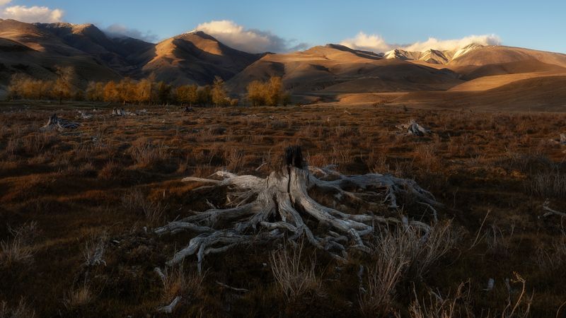 Старые кости Алтая фото превью