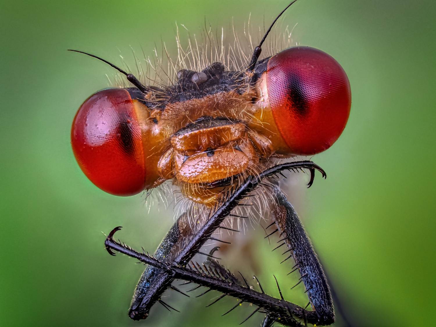 , Олег Савицкий