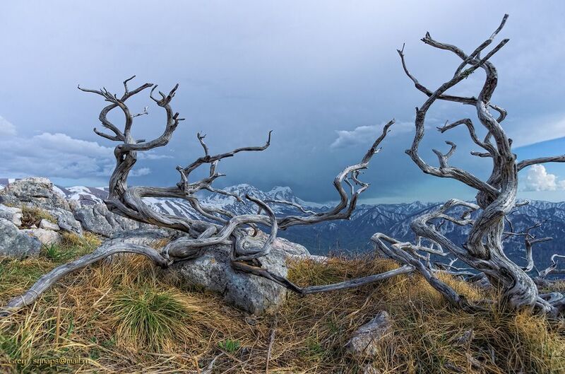 черногор можжевельник горы фишт скалы Танцующие на краю... фото превью