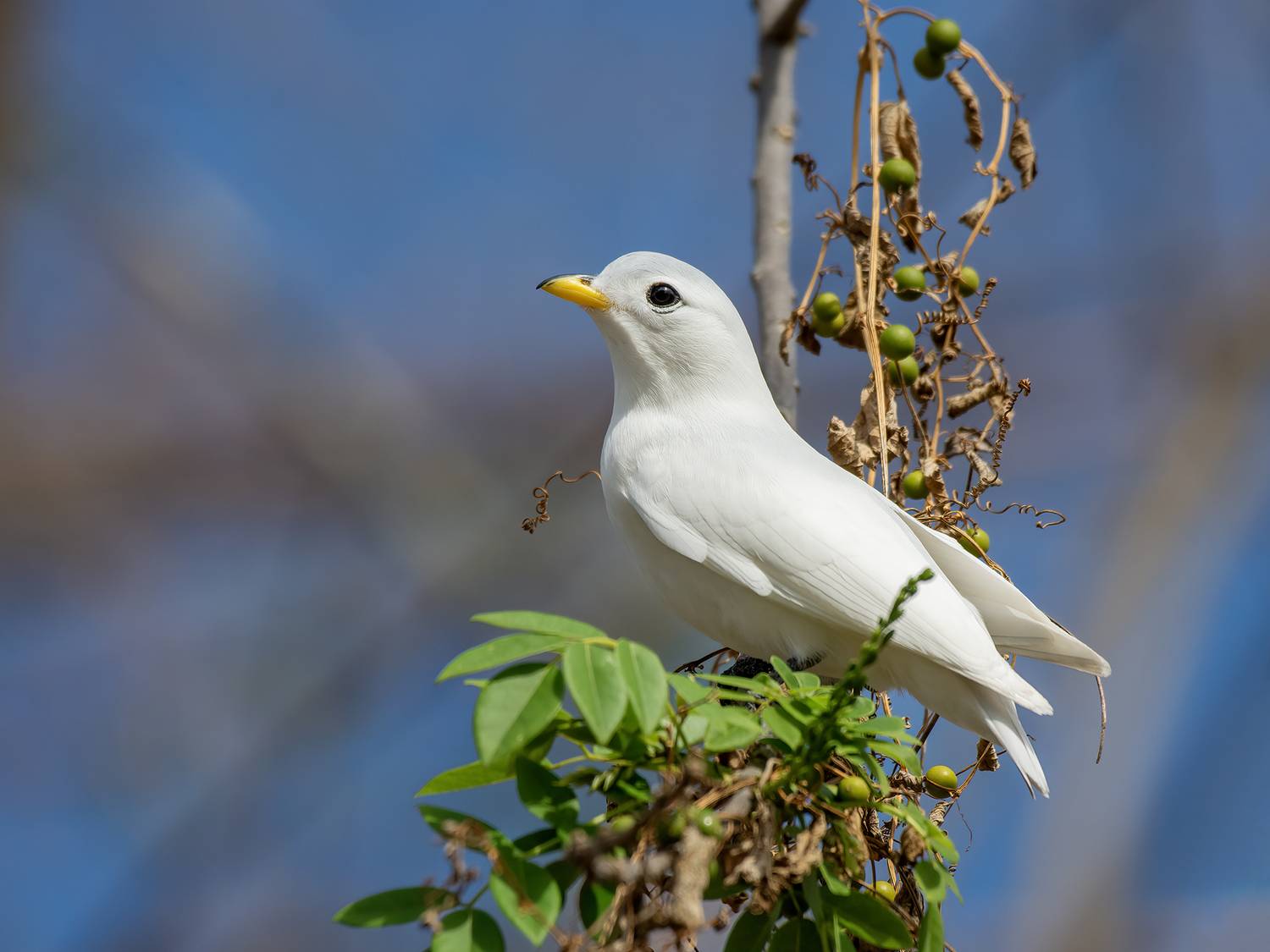 , Fernando Burgalin Sequeira