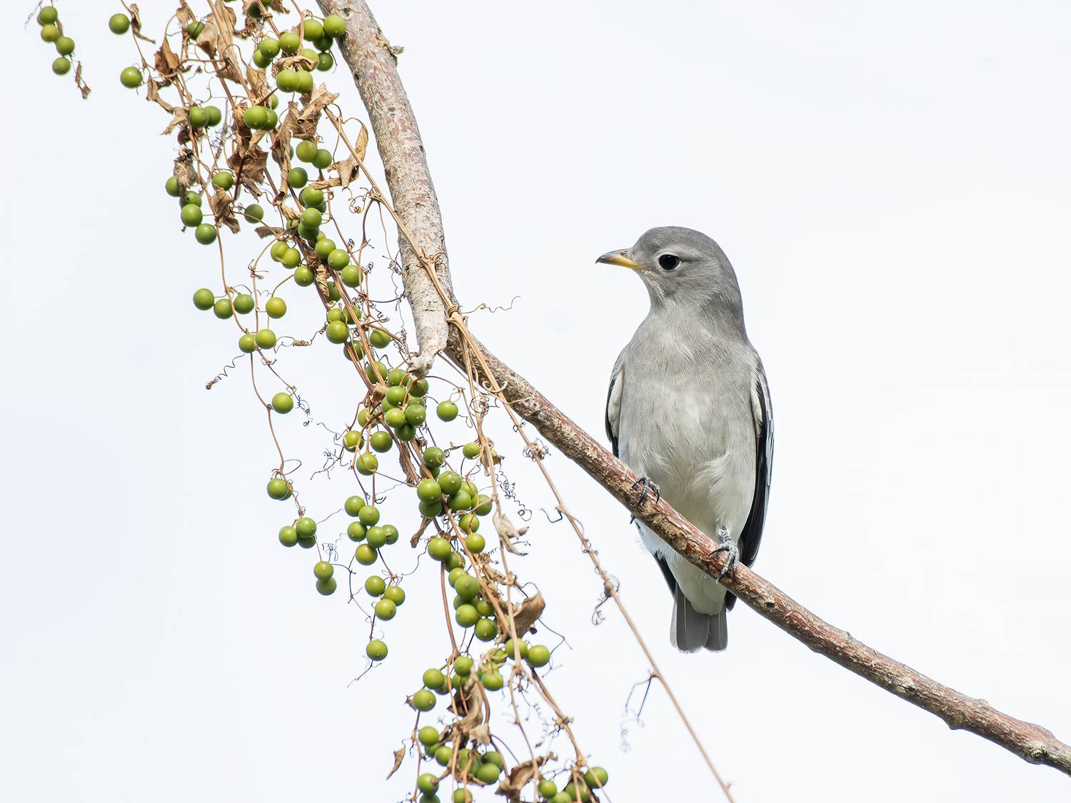, Fernando Burgalin Sequeira