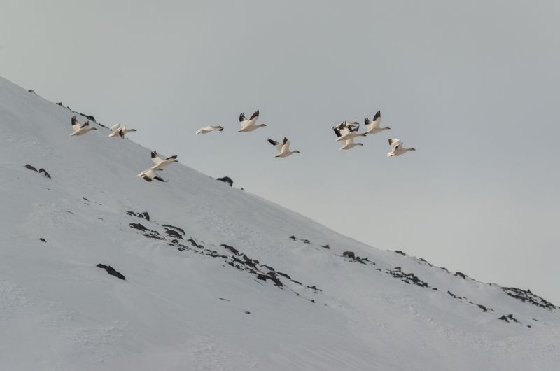 чукотка, арктика, север, перелет, птицы, гуси, гуси белые, суслик длиннохвостый, евражка, лиса, песец, весна Весна фото превью