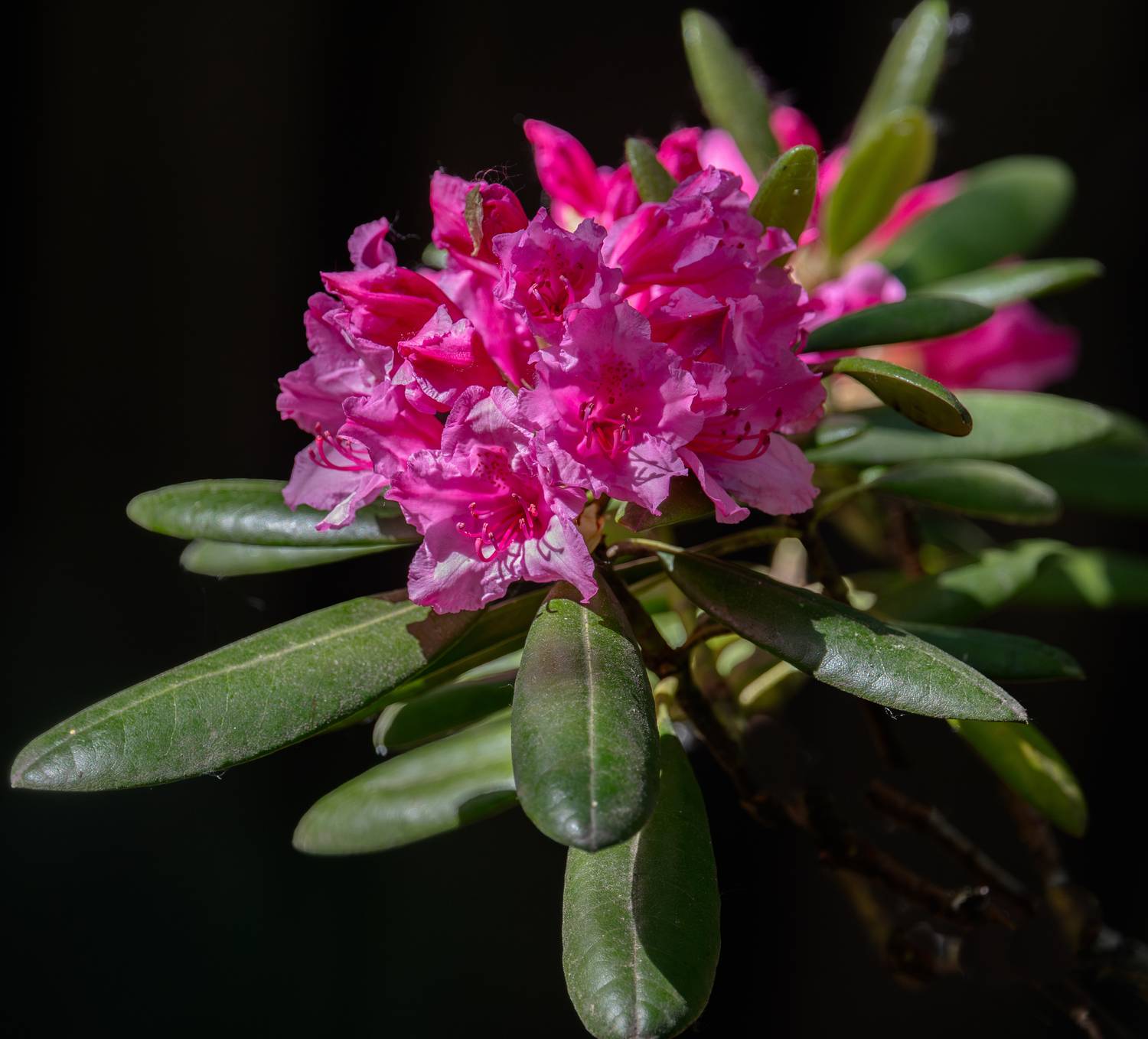 , Курлянцев Алексей