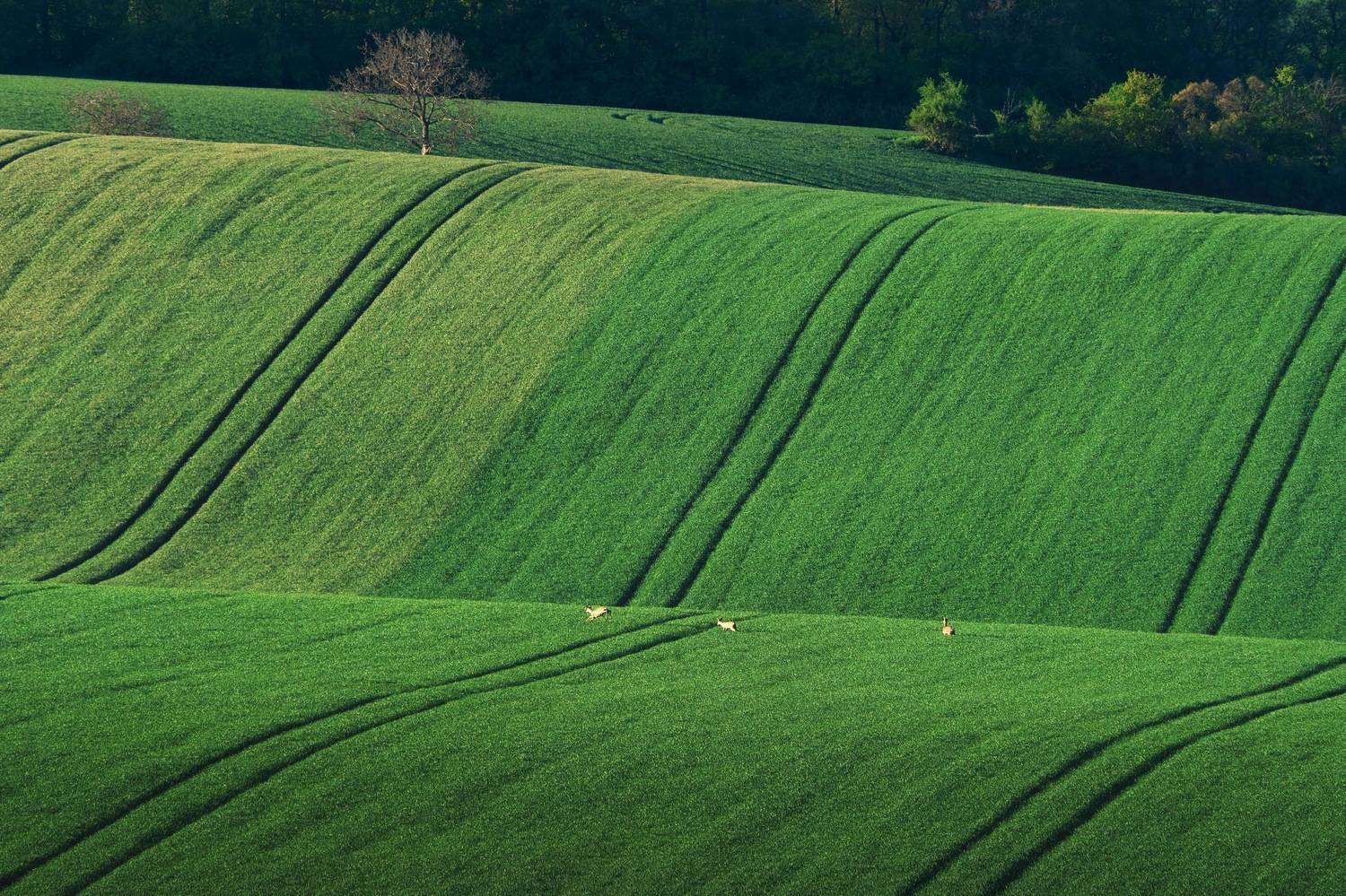 , Шимаковский Юрий