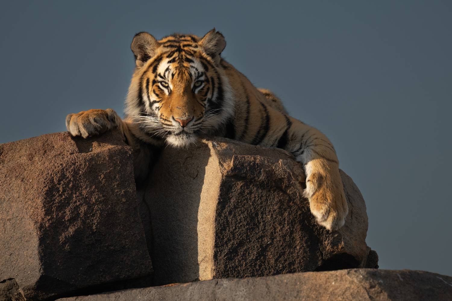 бенгальский тигр, Африка, ЮАР, Сулоев Алексей