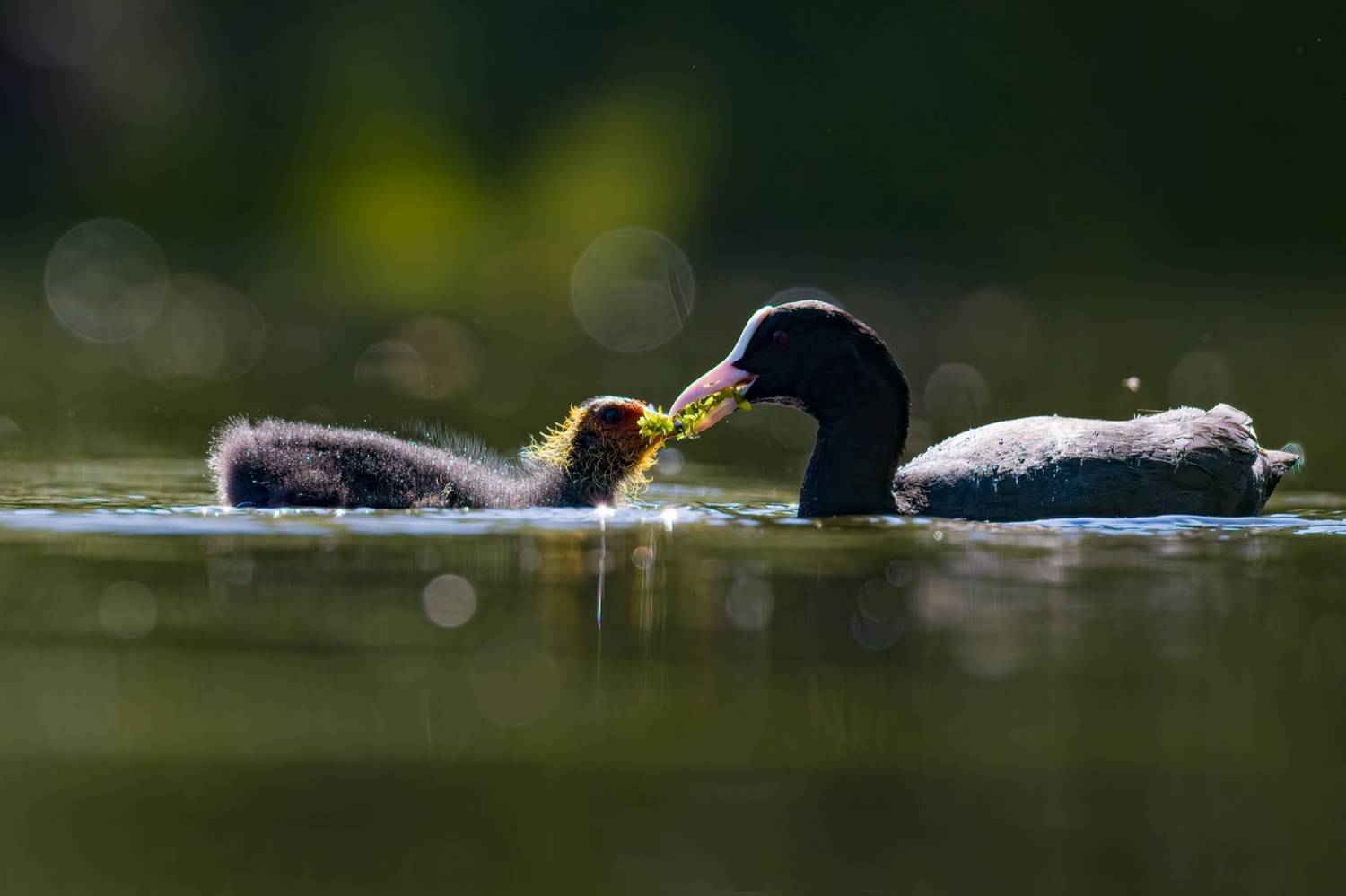 птицы, лысуха, птенец, лысенок, Руслан Pl