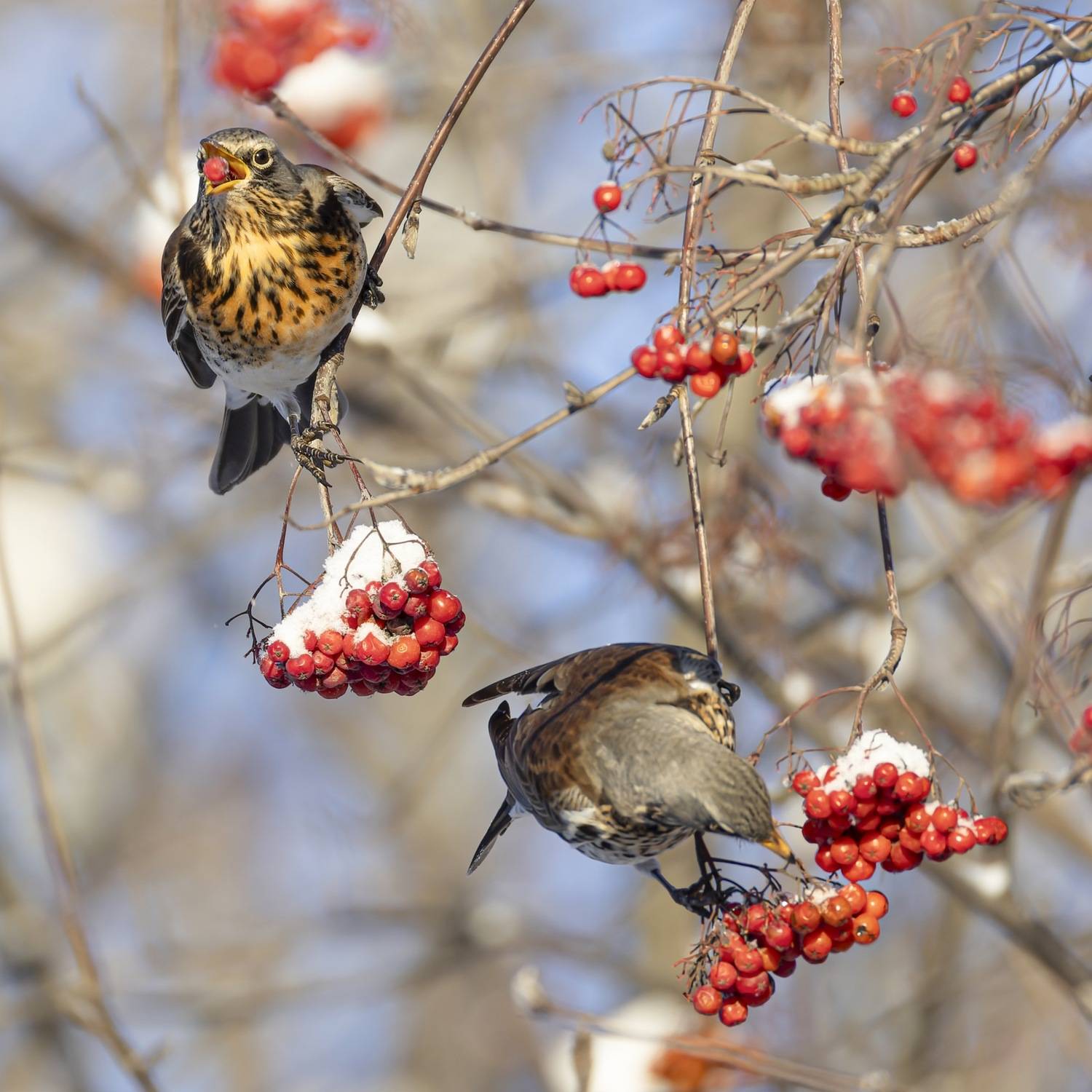 рябинник, дрозд, рябина, птицы, зима, Руслан Pl