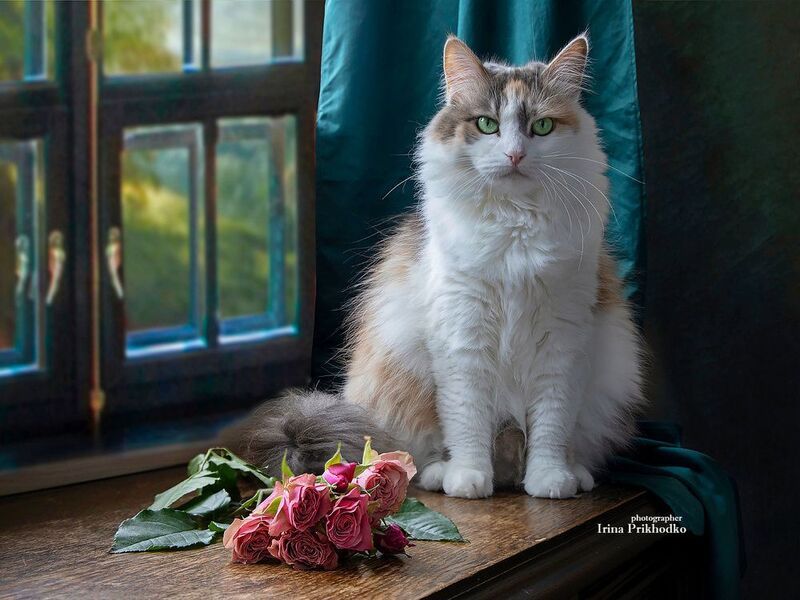 кошки, котопортрет, домашние животные, питомцы, модель, трехцветные кошки, пушистики Четыре года исполнилось Бусе. Тут призадумаешься! фото превью