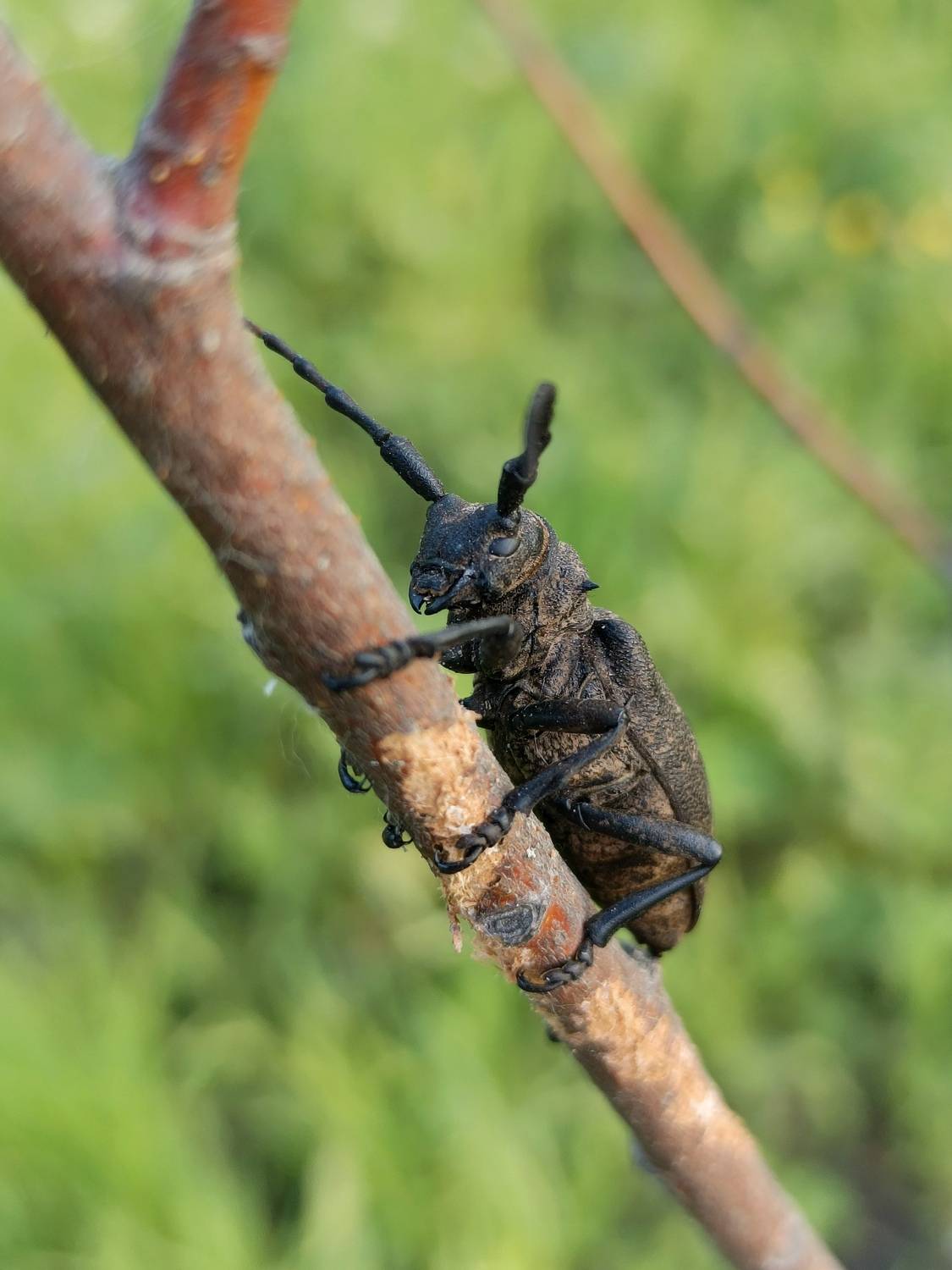 , Кондрашова Светлана