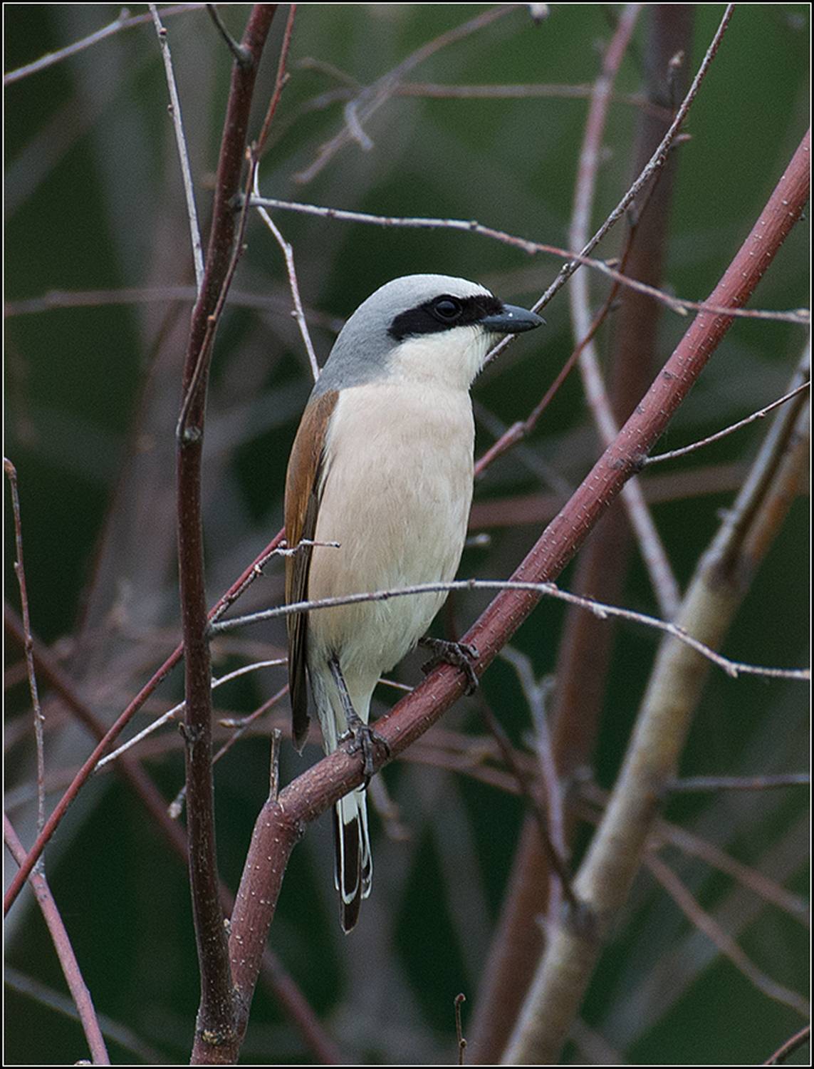 москва, парк, птица, АНАТОЛИЙ ДОВЫДЕНКО