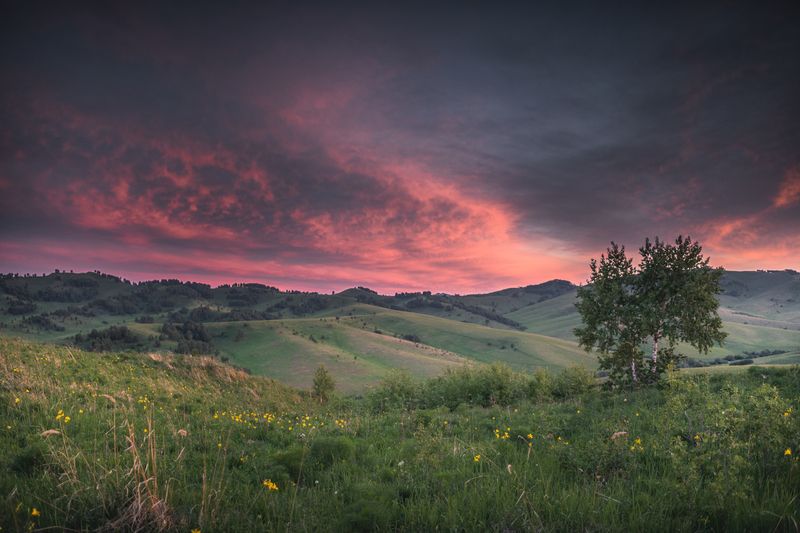 Алтай, горы, холмы, поля, дерево, закат  Горный Алтай фото превью