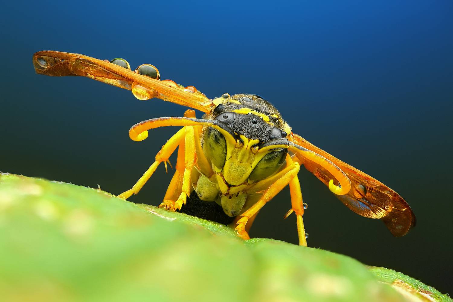 макро, природа,насекомое,животное,растение,оса,лист,цвет,желтый,синий, Андрей Шаповалов