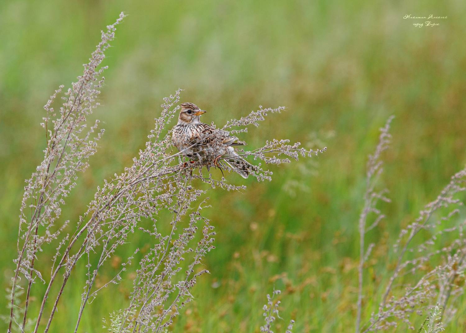 , Никитин Алексей