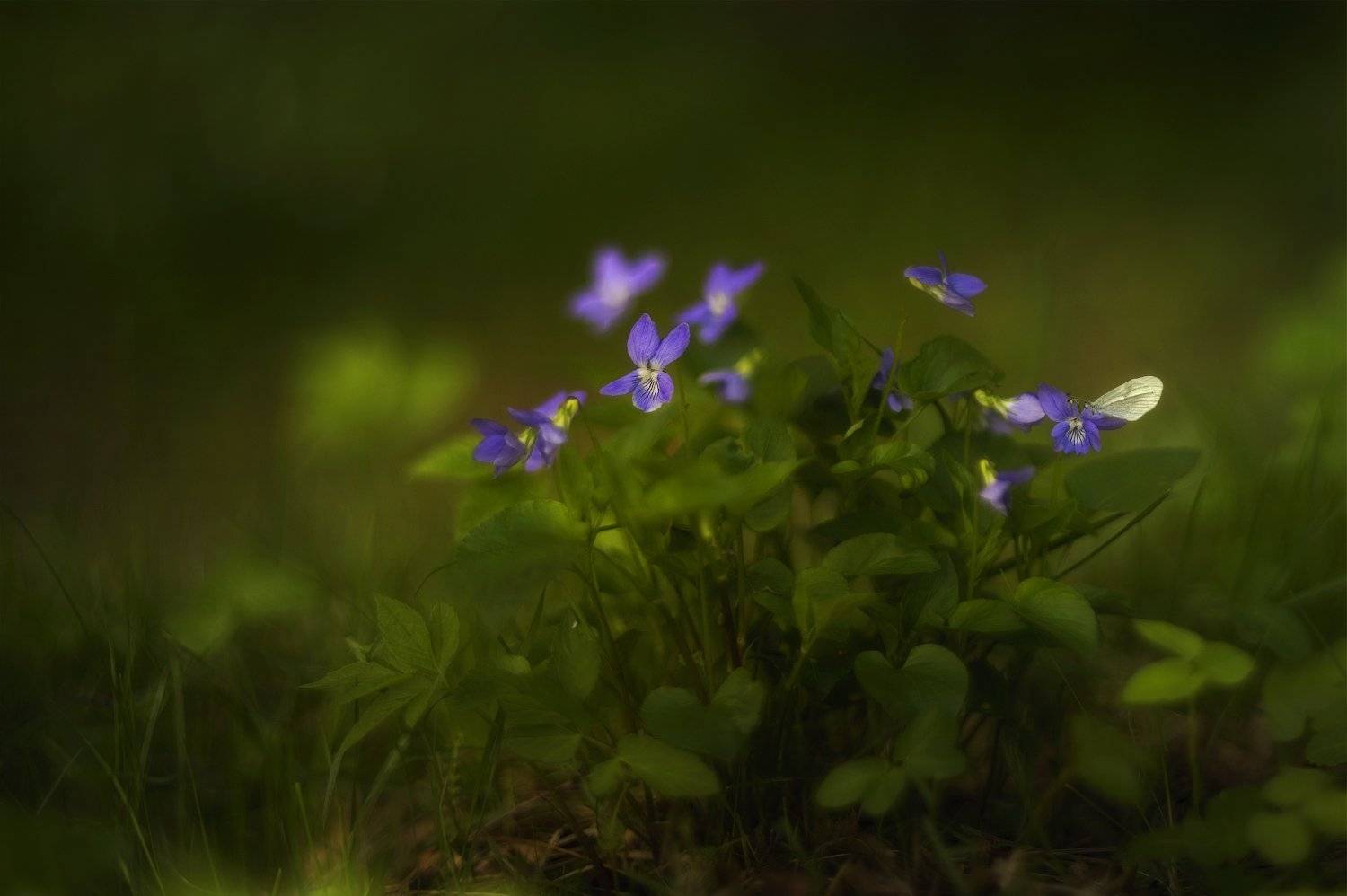 Весна, Лес, Природа, Флора, Цветы, Таня SHE (Aiya)