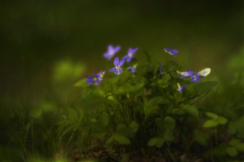 Весна, Лес, Природа, Флора, Цветы Время фиалок фото превью