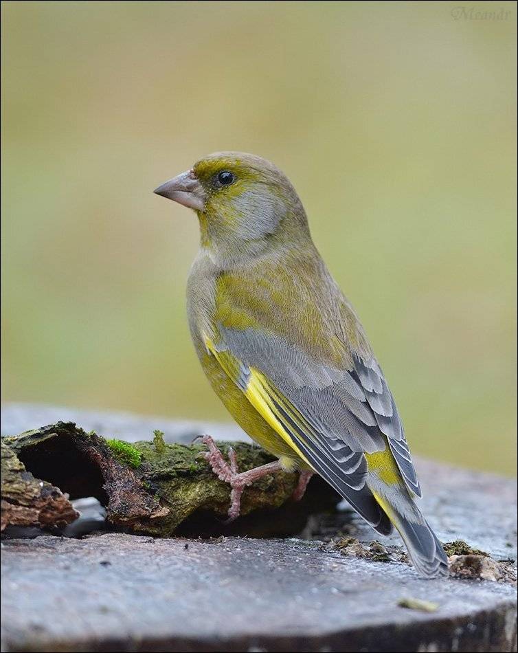 зеленушка, Андрей Медведев