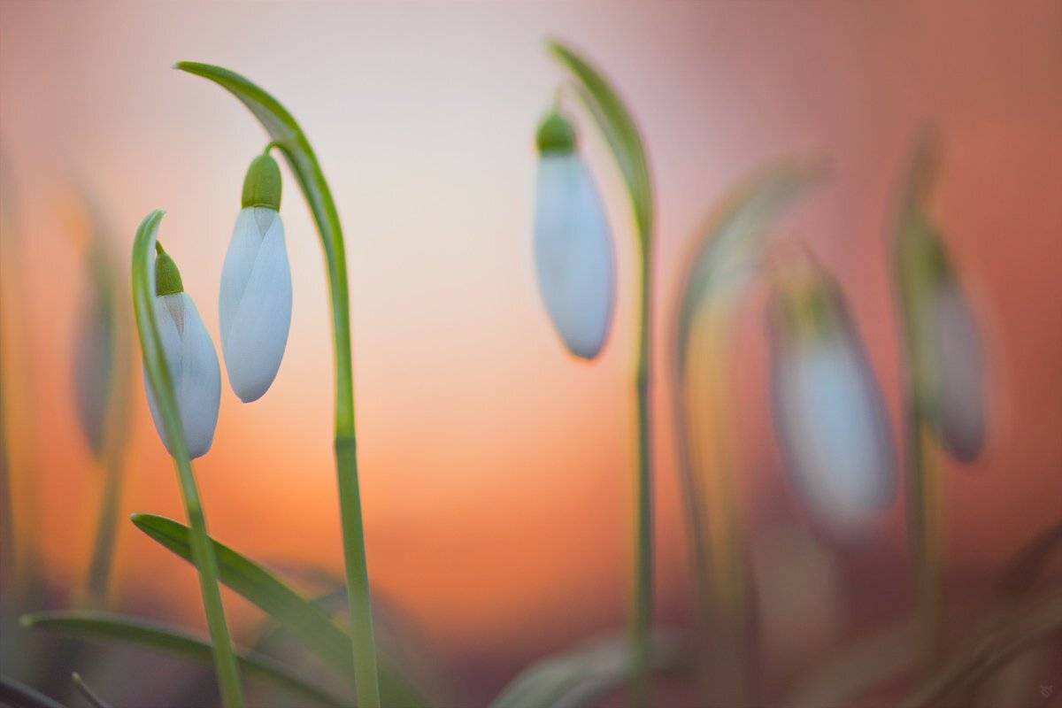 nature, spring, snowdrops, Wojciech Grzanka