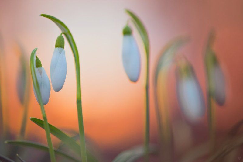 nature, spring, snowdrops Spring фото превью