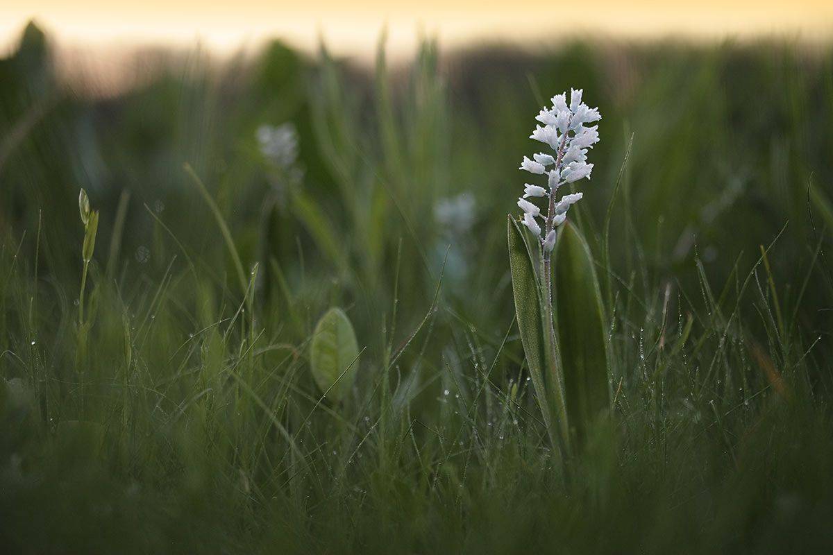 , Роман Рысь