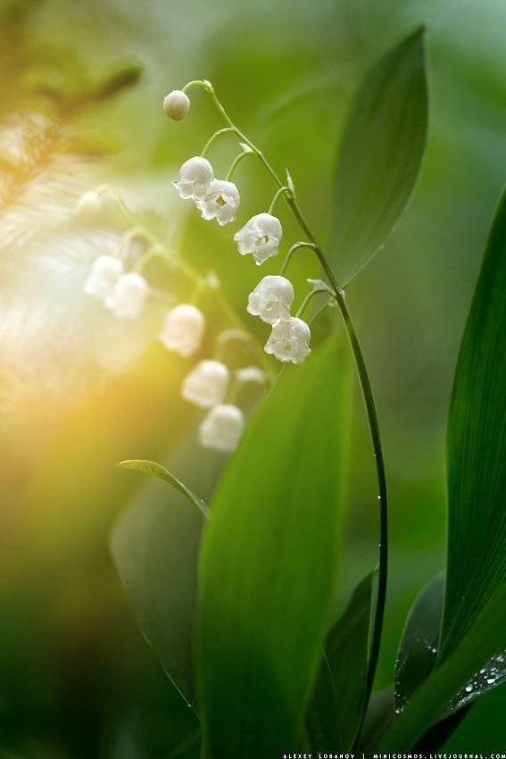 , Алексей Лобанов