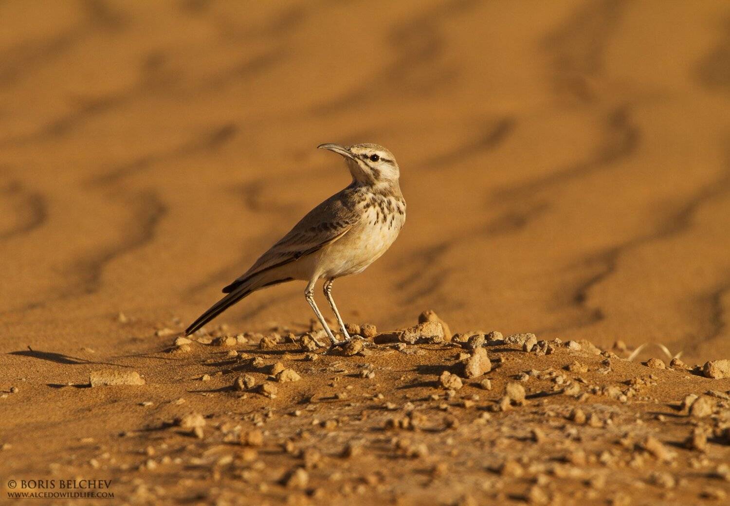 , Борис Белчев