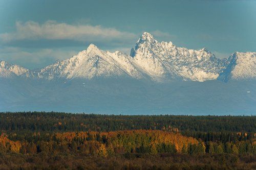 Флагман тайги