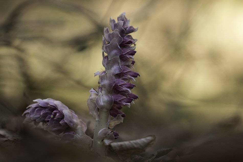 , Иваненко Светлана