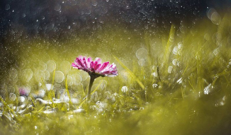 маргаритка, квітка, весна, боке   фото превью