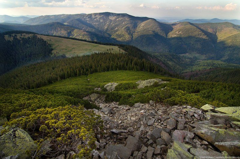 хомяк, горганы, горы, гора, вершина, путешествие, экспедиция, карпаты, carpathians, gorgany, mount, mountains Горганы фото превью