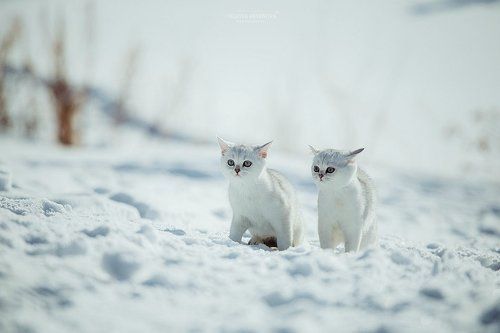 Котята шотландской вислоухой