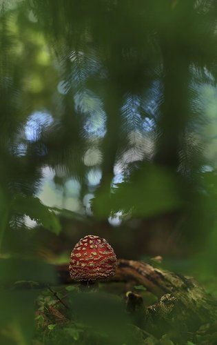Среди зелени леса.