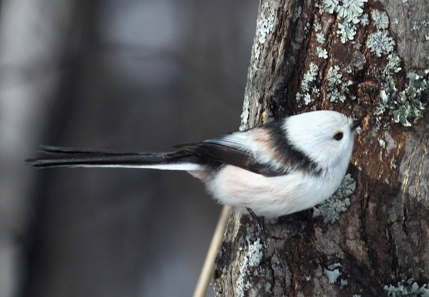 , Сергей Таланов