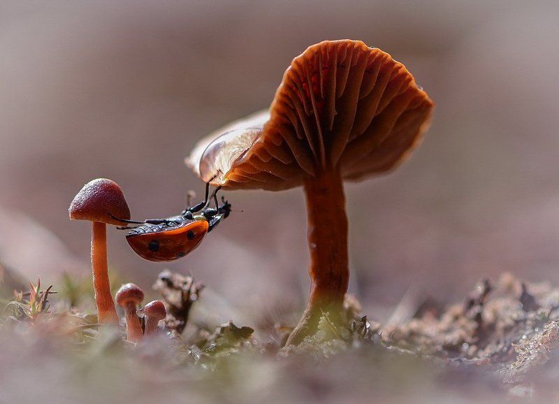 Солнышко проснулось. фото превью