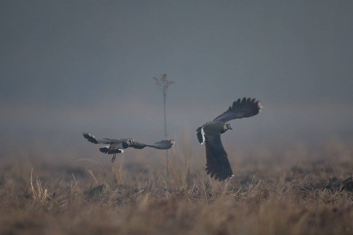 Northern, lapwing, czajka, birds, , Wojciech Grzanka