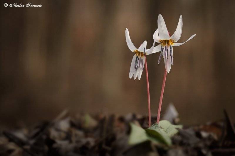 , Nicolae Fanurie Chirobocea
