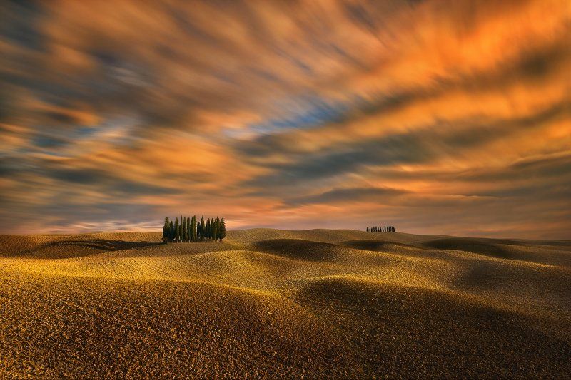 Cypresses....