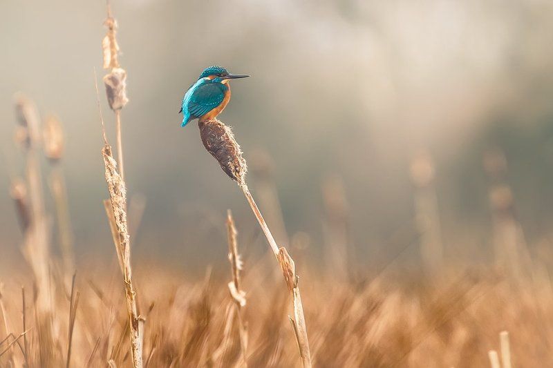 ,,, фото превью