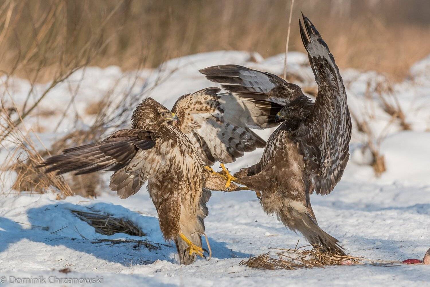 , Dominik Chrzanowski