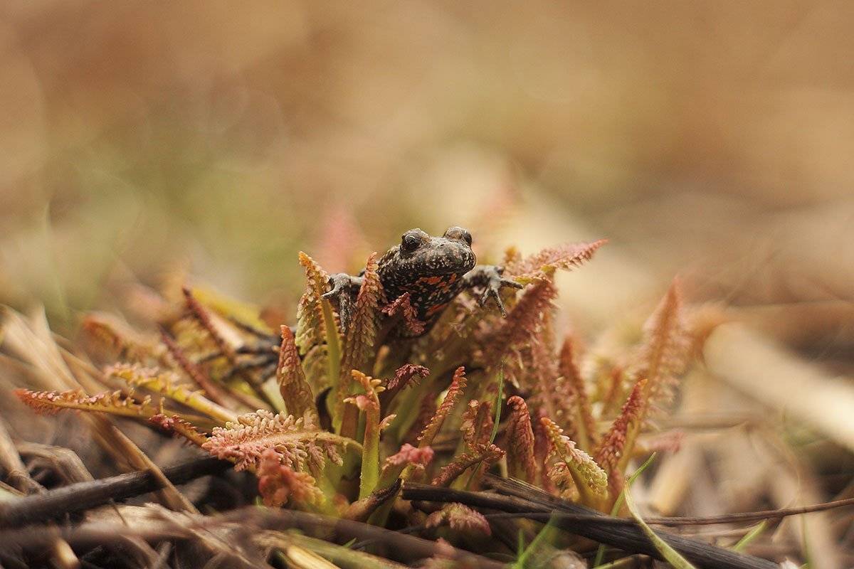 Краснобрюхая жерлянка, Кумка, Лягушка, Роман Рысь