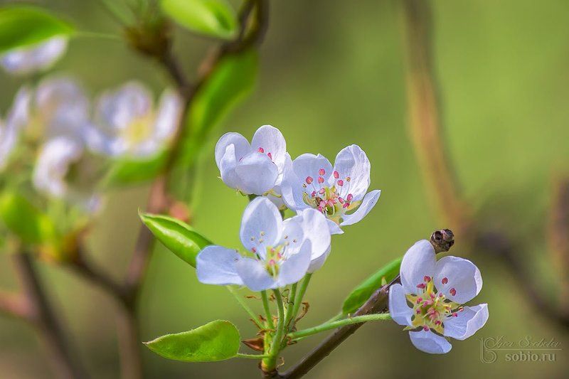 Яблоневые кружева фото превью