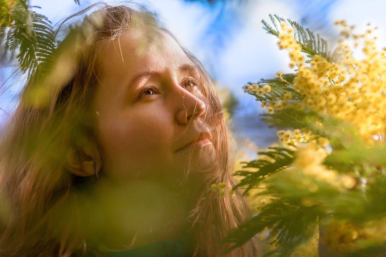 мимоза, цветет, девушка, Дмитрий Лопатин