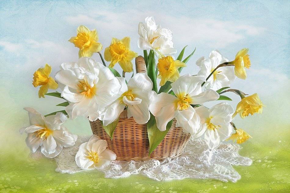 , Алла Шевченко