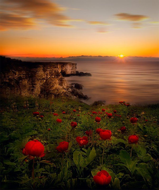 Дикие пионы фото превью