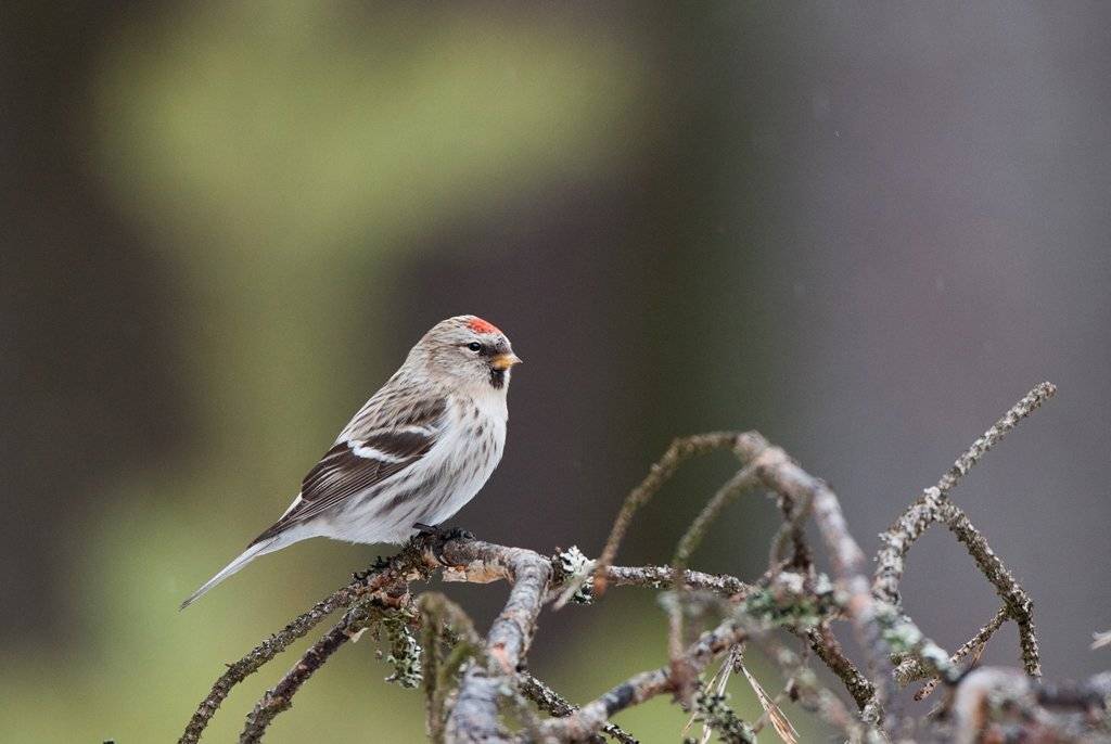 , Юрий Кулаков