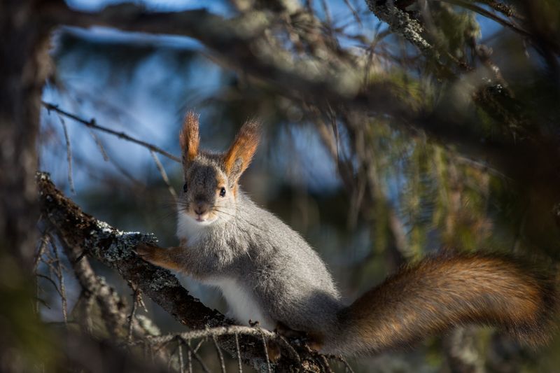 Белка  фото превью