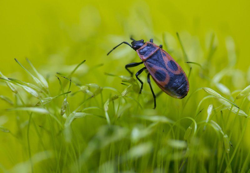 ** фото превью