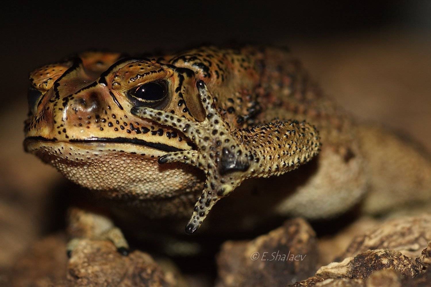 Bufo melanostictus, Амфибии, Жаба, Жаба чернорубцовая, Евгений