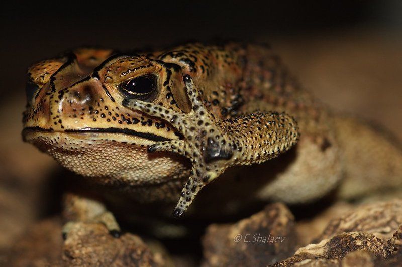Bufo melanostictus, Амфибии, Жаба, Жаба чернорубцовая Опять целоваться ,не ХОЧУ !!! фото превью